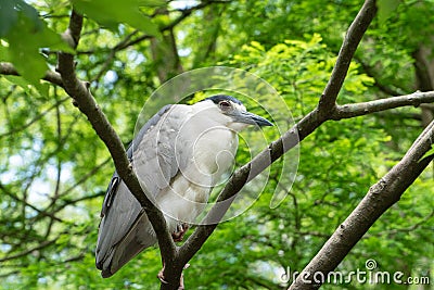 Night Heron on a Tree in Pawleys Island, South Carolina Stock Photo