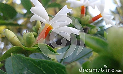 Night Jesmine,night-flowering jasmine Stock Photo