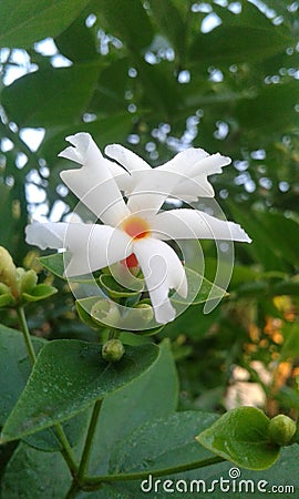 Night Jesmine,night-flowering jasmine Stock Photo