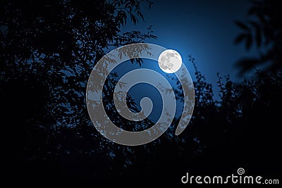 Night landscape of sky and super moon with bright moonlight behind silhouette of tree branch. Serenity nature background. Outdoors Stock Photo