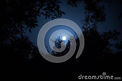 Night landscape of sky and super moon with bright moonlight behind silhouette of tree branch. Serenity nature background. Outdoors Stock Photo