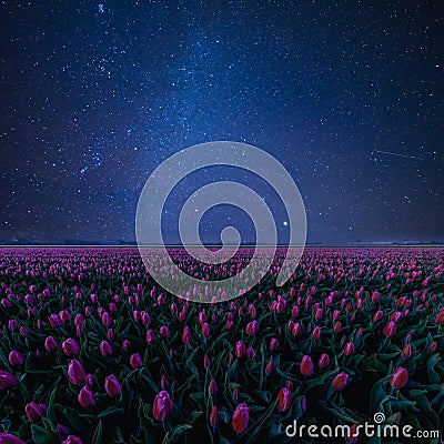 Night Landscape with Tulips and Stars Stock Photo