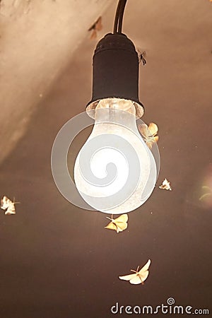 Night moths flocked to the light of a vintage light bulb Stock Photo