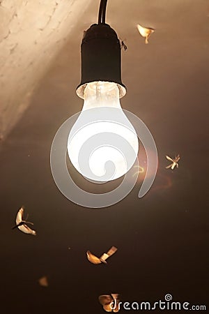 Night moths flocked to the light of a vintage light bulb Stock Photo