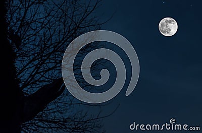 Night mysterious landscape in cold tones, silhouettes of the bare tree branches like werewolf against the full moon on night sky Stock Photo