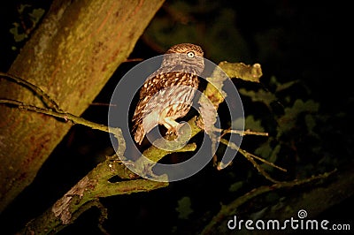 Night Owl Stock Photo