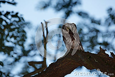 Night owl image. Small bird in the wood. Boreal owl, Aegolius funereus, sitting on the tree branch in green forest background. Owl Stock Photo