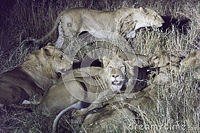 Night photo of lions eating a buffalo Stock Photo