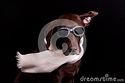 Night Pilot Dog Stock Photo