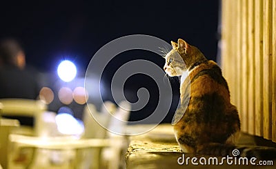 Night portrait of a cat that looks with interest Stock Photo