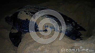 Night portrait of Leatherback sea turtle aka Dermochelys coriacea Stock Photo