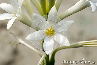 night queen flower macro close up view white green scented with Stock Photo