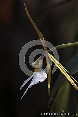 Night Scented Orchid, southwest Florida Stock Photo