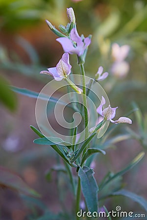 Night Scented Stock, Matthiola longipetala fragrant flower. Stock Photo