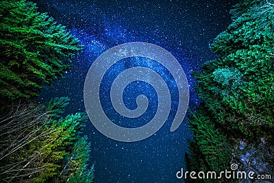 Night sky in the forest Stock Photo