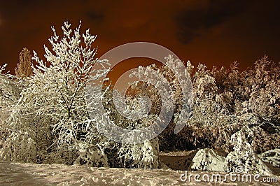 Night Snow Stock Photo