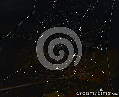 Spider web with spider and insects adhering to it Stock Photo