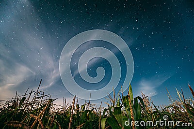 Night Starry Sky Above Green Maize Corn Field Plantation In Summer Agricultural Season. Night Stars Above Cornfield In Stock Photo