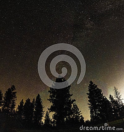 Night starry sky with milky way ove pine trees Stock Photo