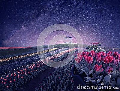 Night summer landscape, blooming fields of tulips and starry sky. Stock Photo