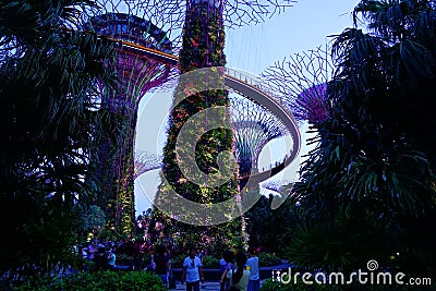 Night supergrove trees in Gardens By the Bay Editorial Stock Photo