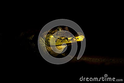 Night in tropic river forest. Portrait of Yacare Caiman in blue water, Cano Negro, Costa Rica. Crocodile in the blue water. Danger Stock Photo