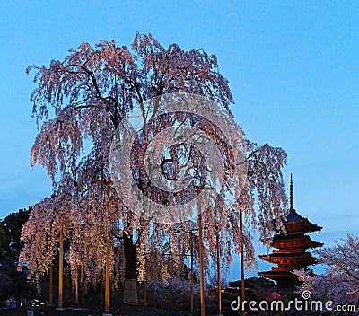 Night view of the famous Five-Story Pagoda of Toji Temple and blossoms of a giant sakura tree in Kyoto Japan Stock Photo