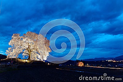 Night view of illuminated Wanitsuka Sakura a 300 year old cherry tree on a hillside under beautiful blue twilight sky in Nirasak Stock Photo
