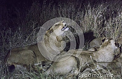 Night view of Lions eating a buffalo Stock Photo