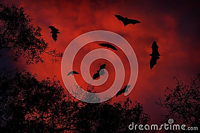 Night wildlife with bats. Giant Indian Fruit Bat, Pteropus giganteus, on red sunset dark sky. Flying mouses in the nature habitat, Stock Photo