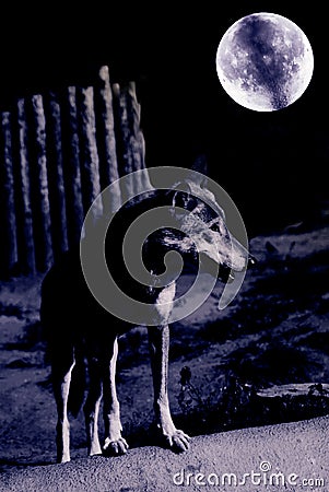 Night wolf Stock Photo