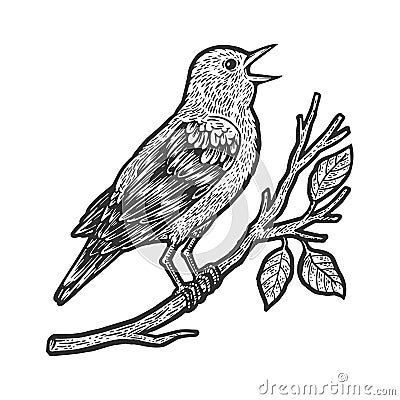 Nightingale bird sketch vector illustration Vector Illustration