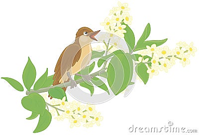 Nightingale singing on a branch with flowers Vector Illustration