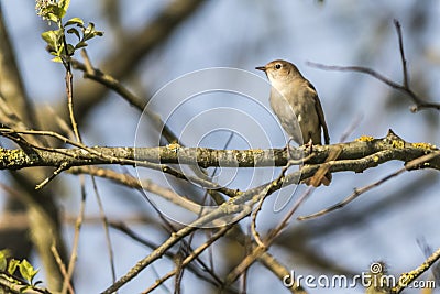 Nightingale Luscina megarhynchos Stock Photo