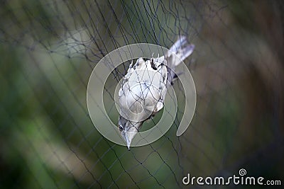 Nightingale trapped Stock Photo