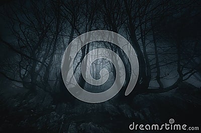 Nightmare forest with creepy trees Stock Photo