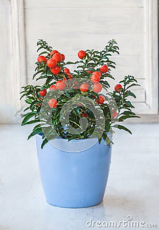 Nightshade (Solanum pseudocapsicum) with red fruits in a blue pot on a window Stock Photo