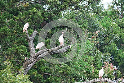 Niigata,Japan-October 20, 2019: Flock of Nipponia nippon or Japanese Crested Ibis or Toki, once extinct animal from Japan, in a wo Stock Photo