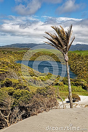 Nikau Palm on a sand dune Stock Photo