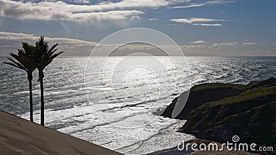 Nikau palm trees overlooking the ocean on New Zealand`s west coast Stock Photo