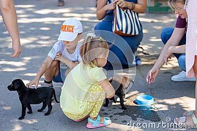 Nikolaev, Ukraine- August 15, 2020: volunteer exhibition of stray dogs. Dog training, preparation for exhibition, pets. Children Editorial Stock Photo