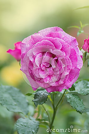 Nil Bleu rose flowers in the garden Stock Photo
