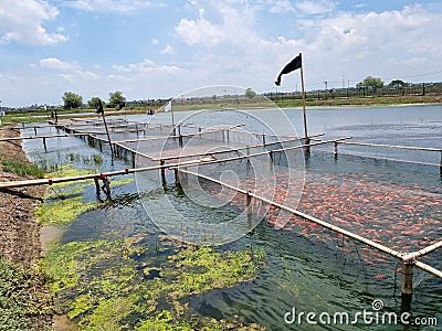 Nila Fish Pond Stock Photo