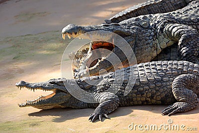 Nile crocodile Stock Photo