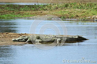 Nile crocodile Stock Photo