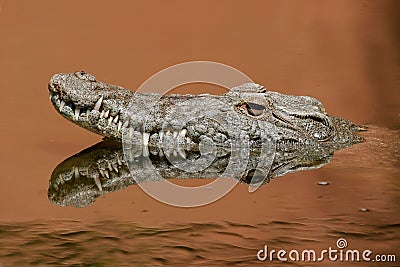 Nile crocodile Stock Photo