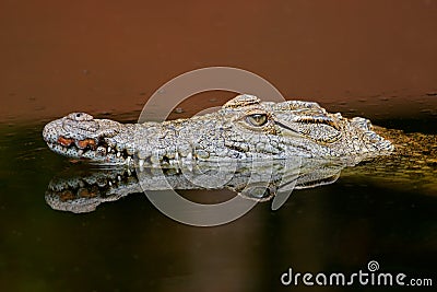 Nile crocodile Stock Photo