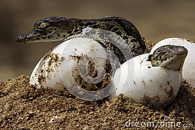 Nile Crocodile baby, hatchling, eggs, newborn, hatching Stock Photo