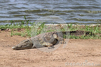 A Nile Crocodile basking in the sun Stock Photo