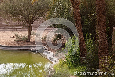A Nile crocodile basks in the sun on the shore of an artificial pond Stock Photo